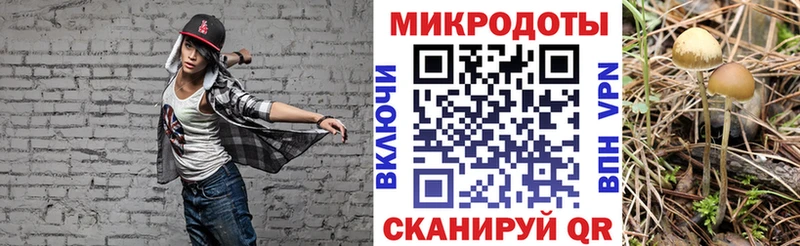 купить наркотик  Кондопога  Псилоцибиновые грибы Psilocybine cubensis 